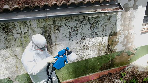 Trusted Attic Mold Removal service in Jessup, MD - Cheap Mold Removal
